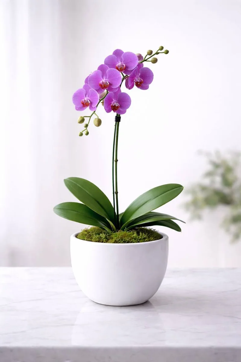 Royal single stem purple phalaenopsis orchid in white dish with moss by Bana Florist Toronto