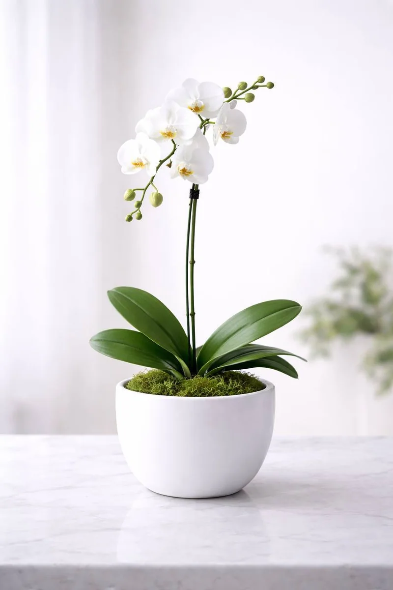 Royal single stem white phalaenopsis orchid in white dish with moss by Bana Florist Toronto